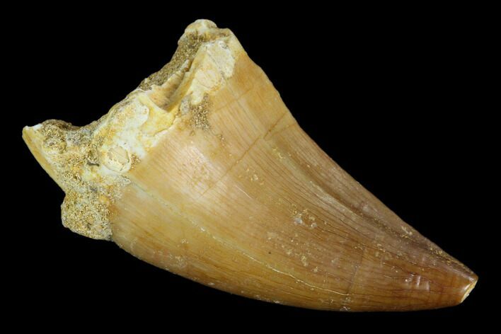 Mosasaur (Prognathodon) Tooth - Morocco #118931
